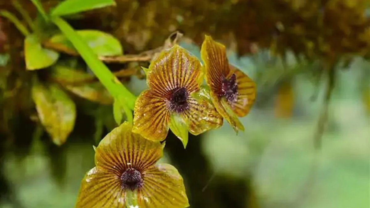 Descubren nueva especie de orquídea en la frontera Ecuador-Colombia