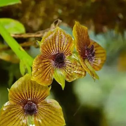 Descubren nueva especie de orquídea en la frontera Ecuador-Colombia