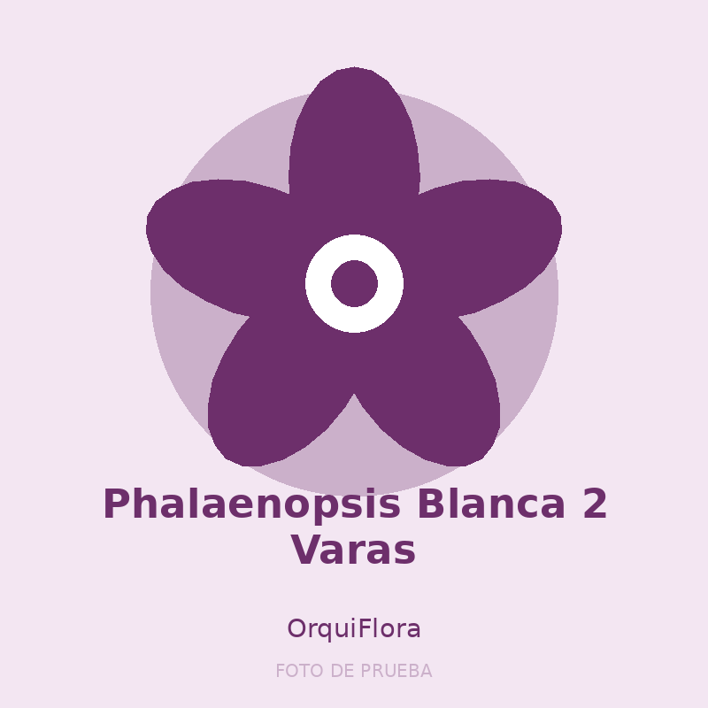Phalaenopsis Blanca 2 Varas