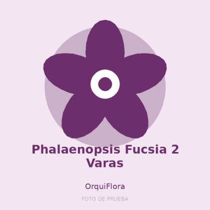 Phalaenopsis Fucsia 2 Varas