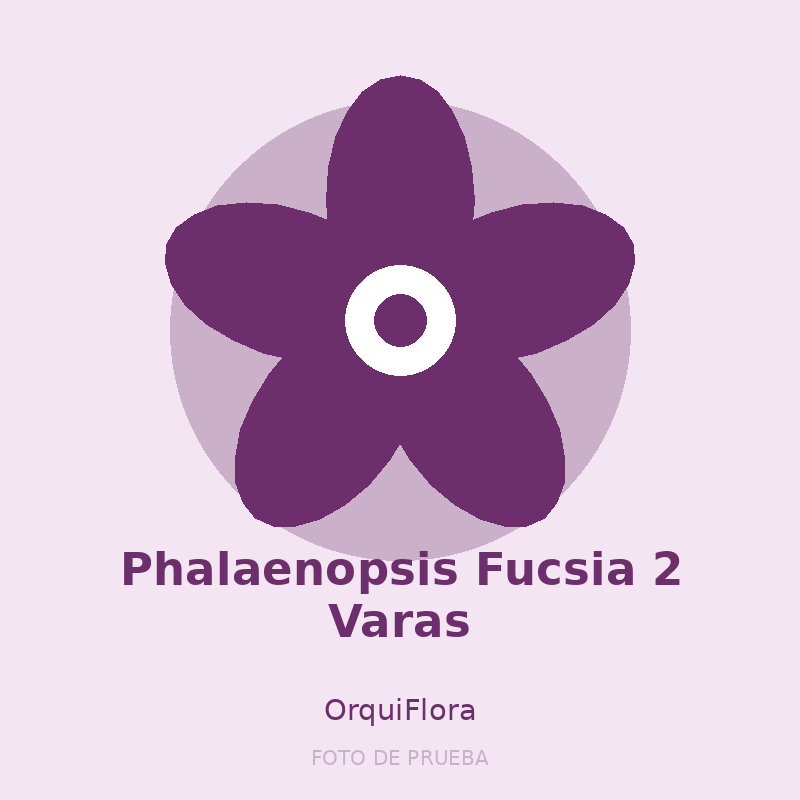 Phalaenopsis Fucsia 2 Varas