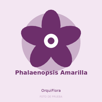 Phalaenopsis Amarilla