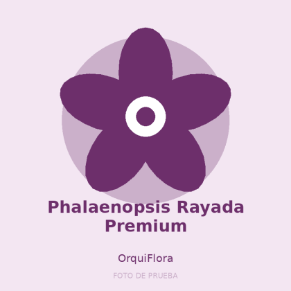 Phalaenopsis Rayada Premium