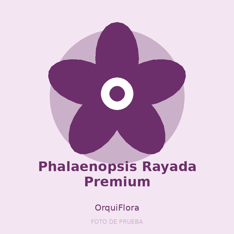 Phalaenopsis Rayada Premium