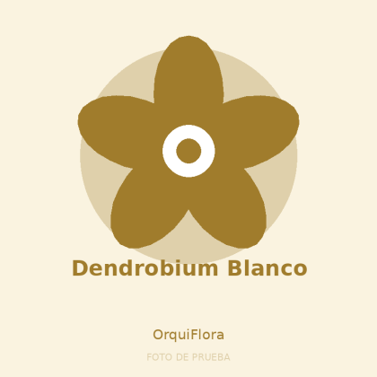 Dendrobium Blanco