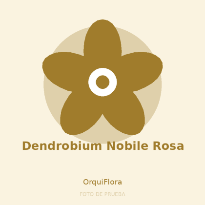 Dendrobium Nobile Rosa