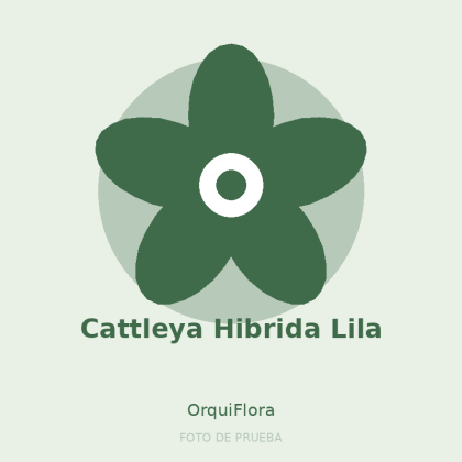 Cattleya Hibrida Lila