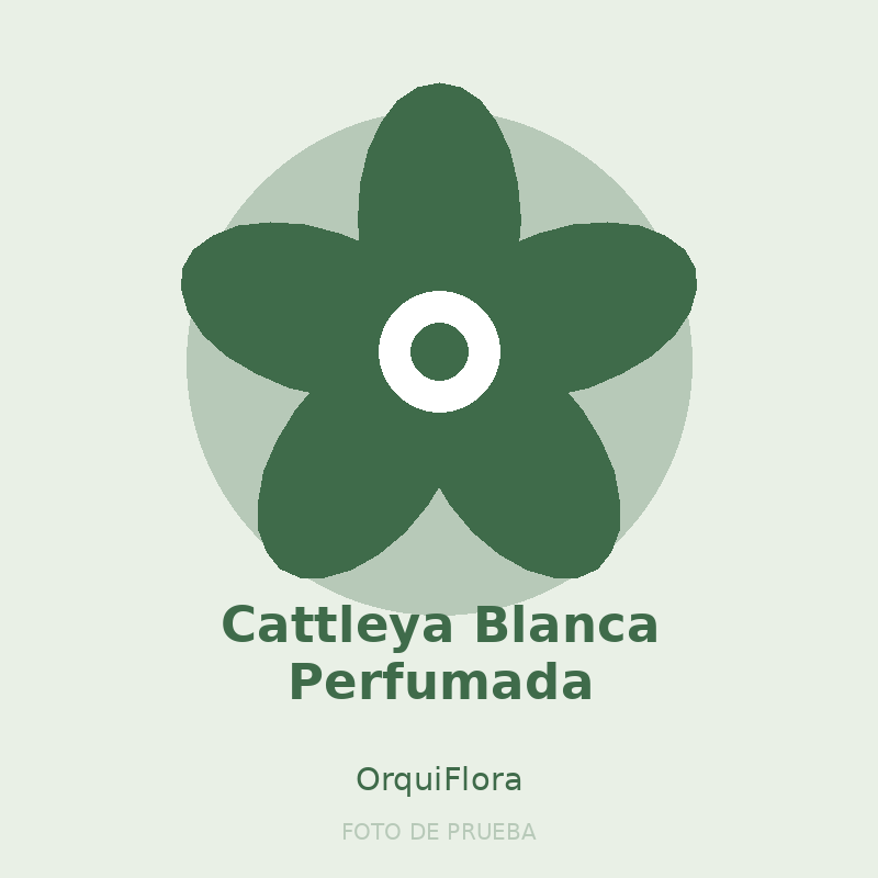 Cattleya Blanca Perfumada