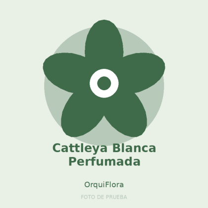 Cattleya Blanca Perfumada