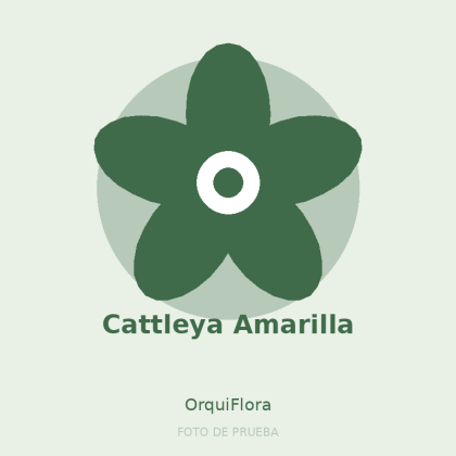 Cattleya Amarilla