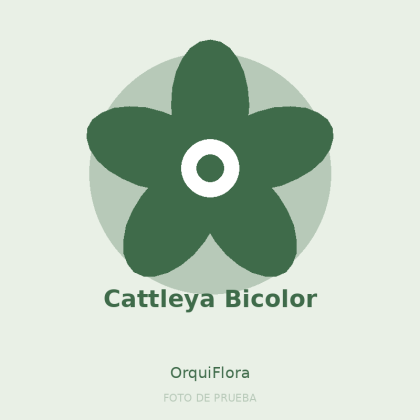 Cattleya Bicolor