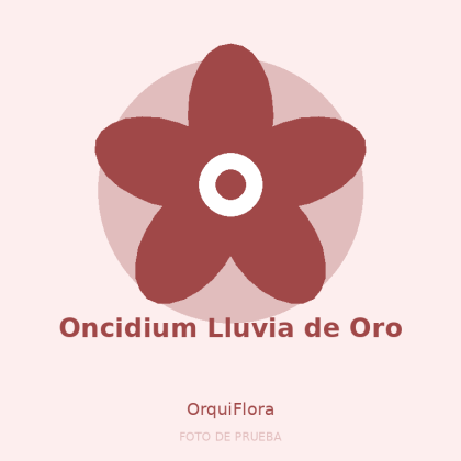 Oncidium Lluvia de Oro