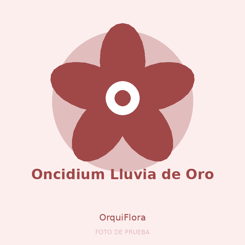 Oncidium Lluvia de Oro