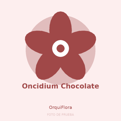 Oncidium Chocolate