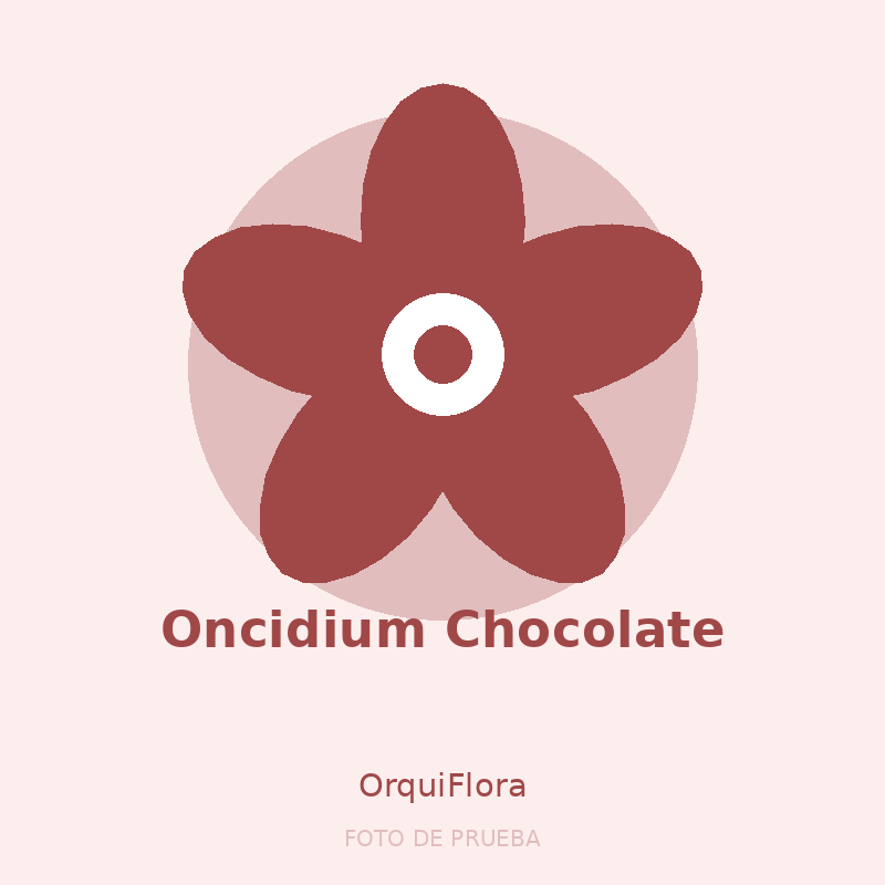 Oncidium Chocolate