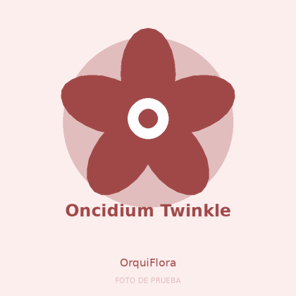 Oncidium Twinkle
