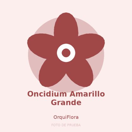 Oncidium Amarillo Grande