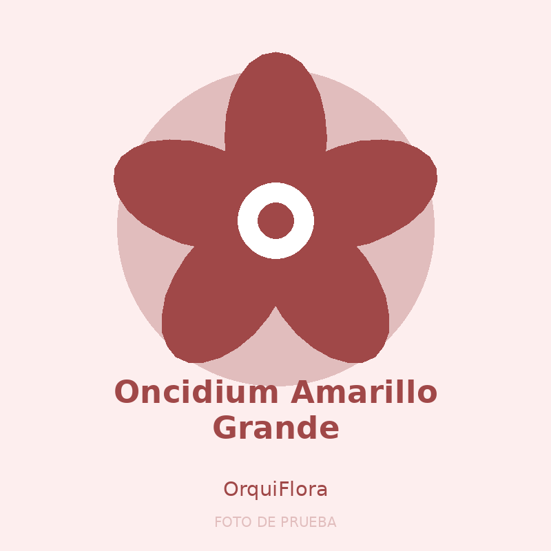 Oncidium Amarillo Grande