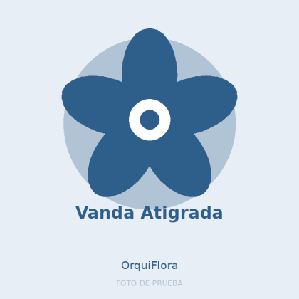 Vanda Atigrada