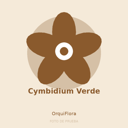 Cymbidium Verde