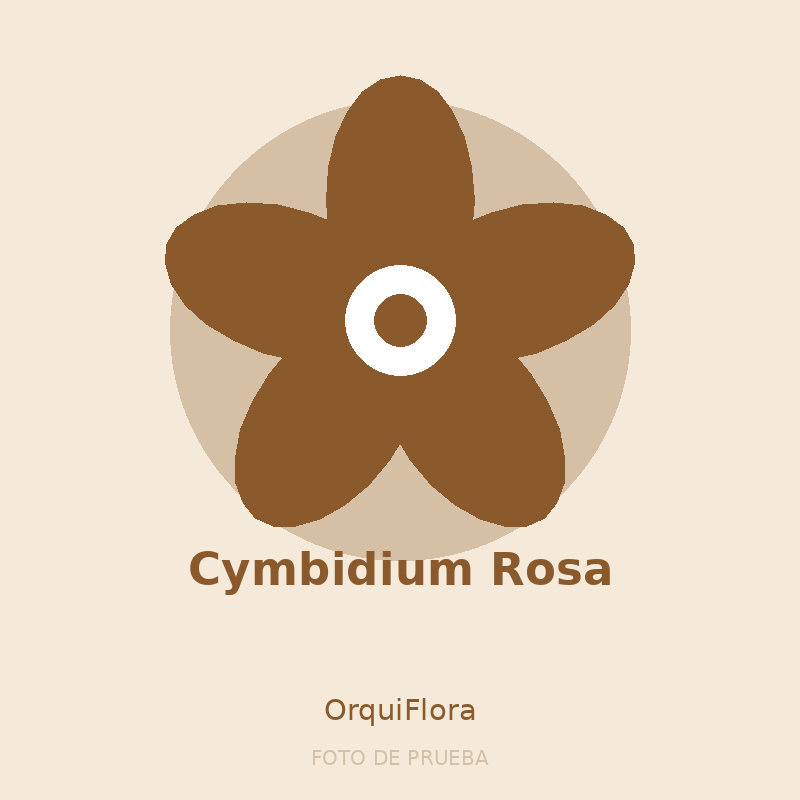 Cymbidium Rosa