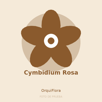 Cymbidium Rosa
