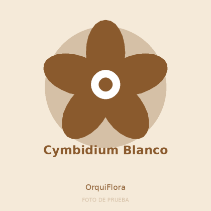 Cymbidium Blanco