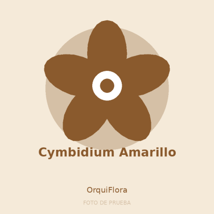 Cymbidium Amarillo