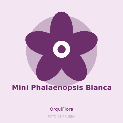 Mini Phalaenopsis Blanca