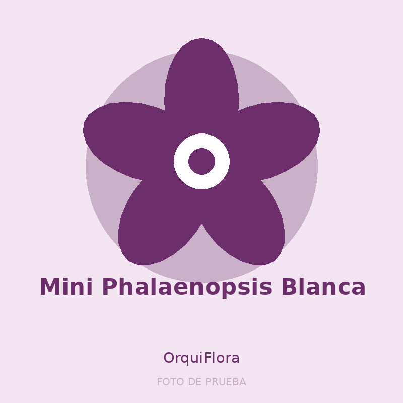 Mini Phalaenopsis Blanca