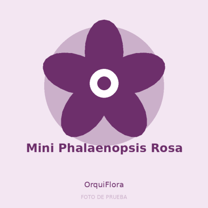Mini Phalaenopsis Rosa