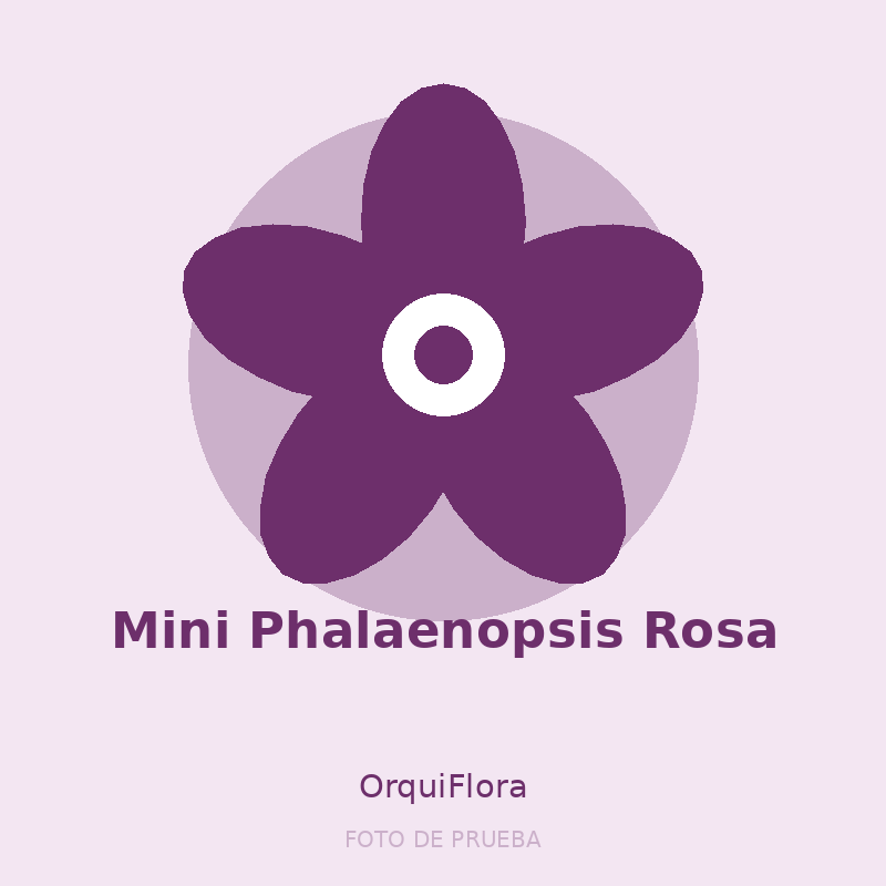 Mini Phalaenopsis Rosa