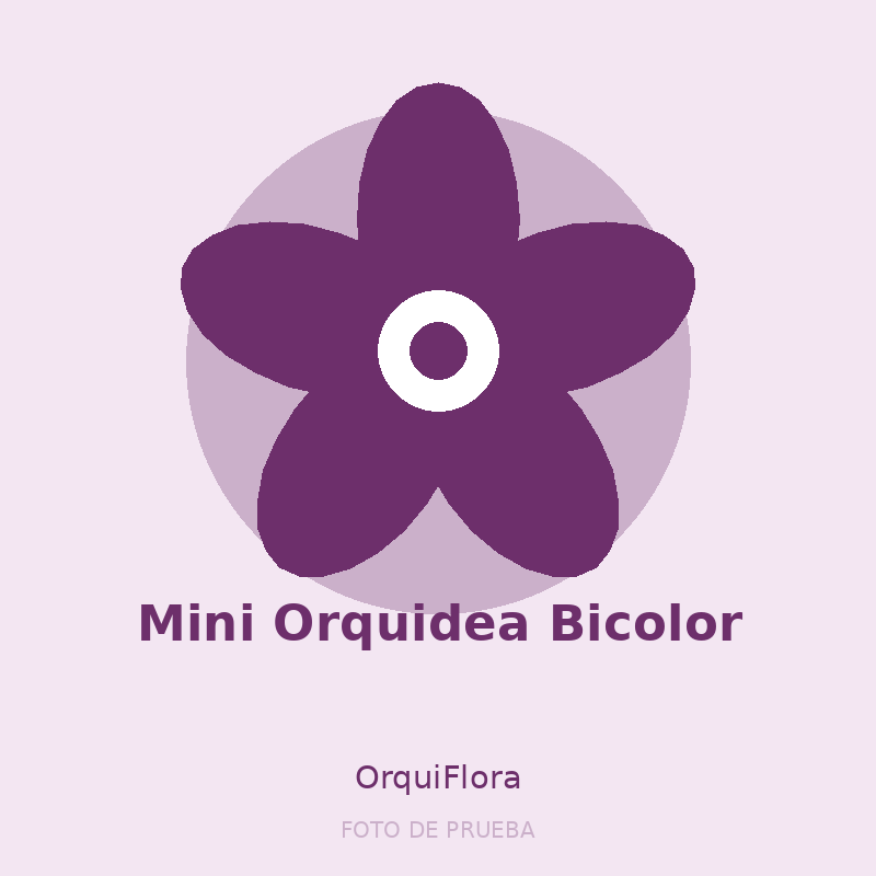 Mini Orquidea Bicolor