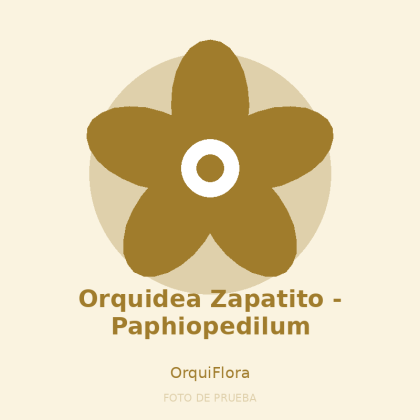 Orquidea Zapatito - Paphiopedilum