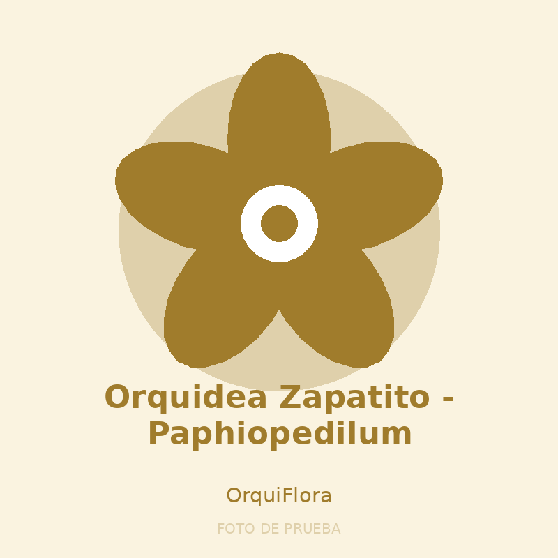 Orquidea Zapatito - Paphiopedilum