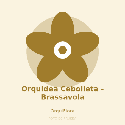 Orquidea Cebolleta - Brassavola