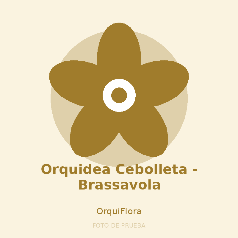 Orquidea Cebolleta - Brassavola