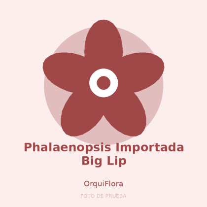 Phalaenopsis Importada Big Lip