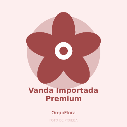 Vanda Importada Premium