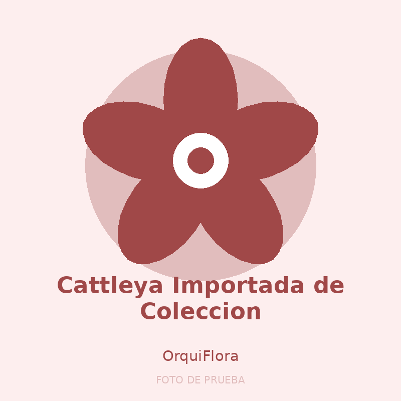 Cattleya Importada de Coleccion