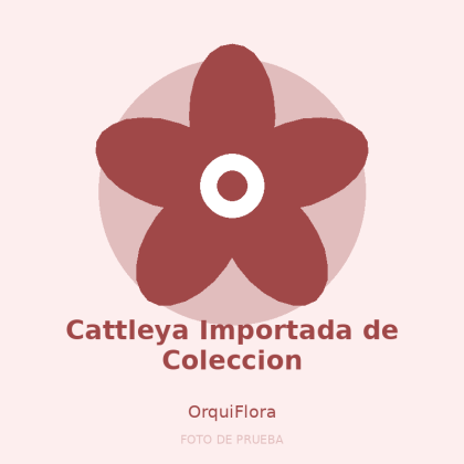 Cattleya Importada de Coleccion